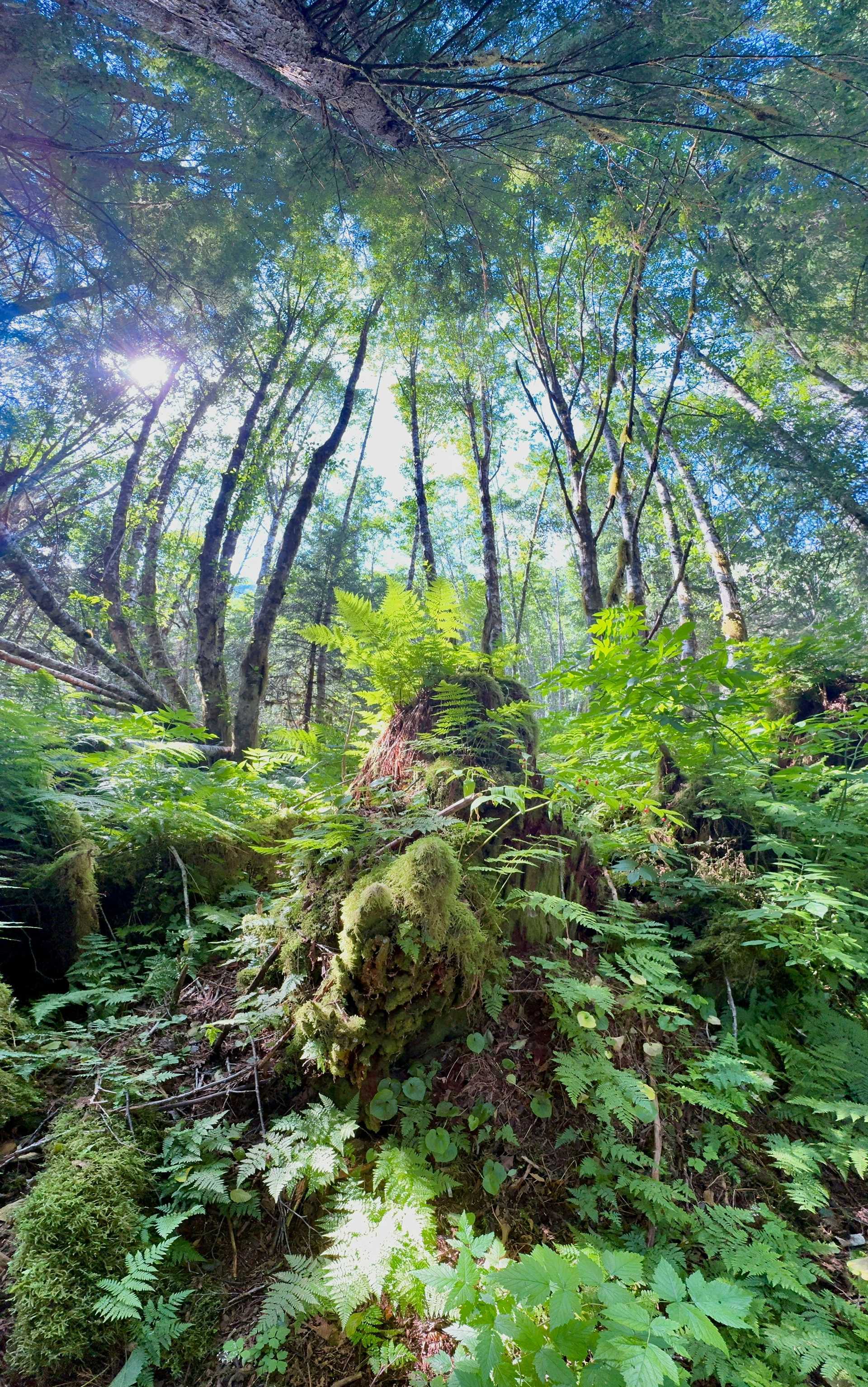 temperate rainforest