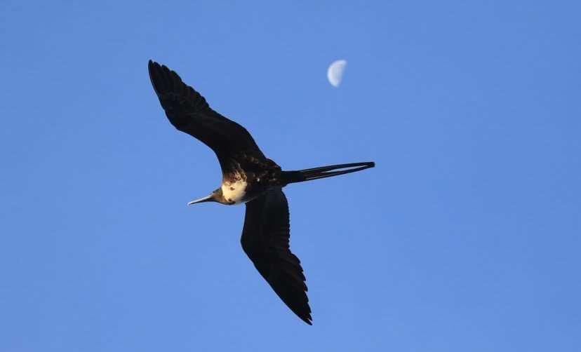 magnificent frigatebird