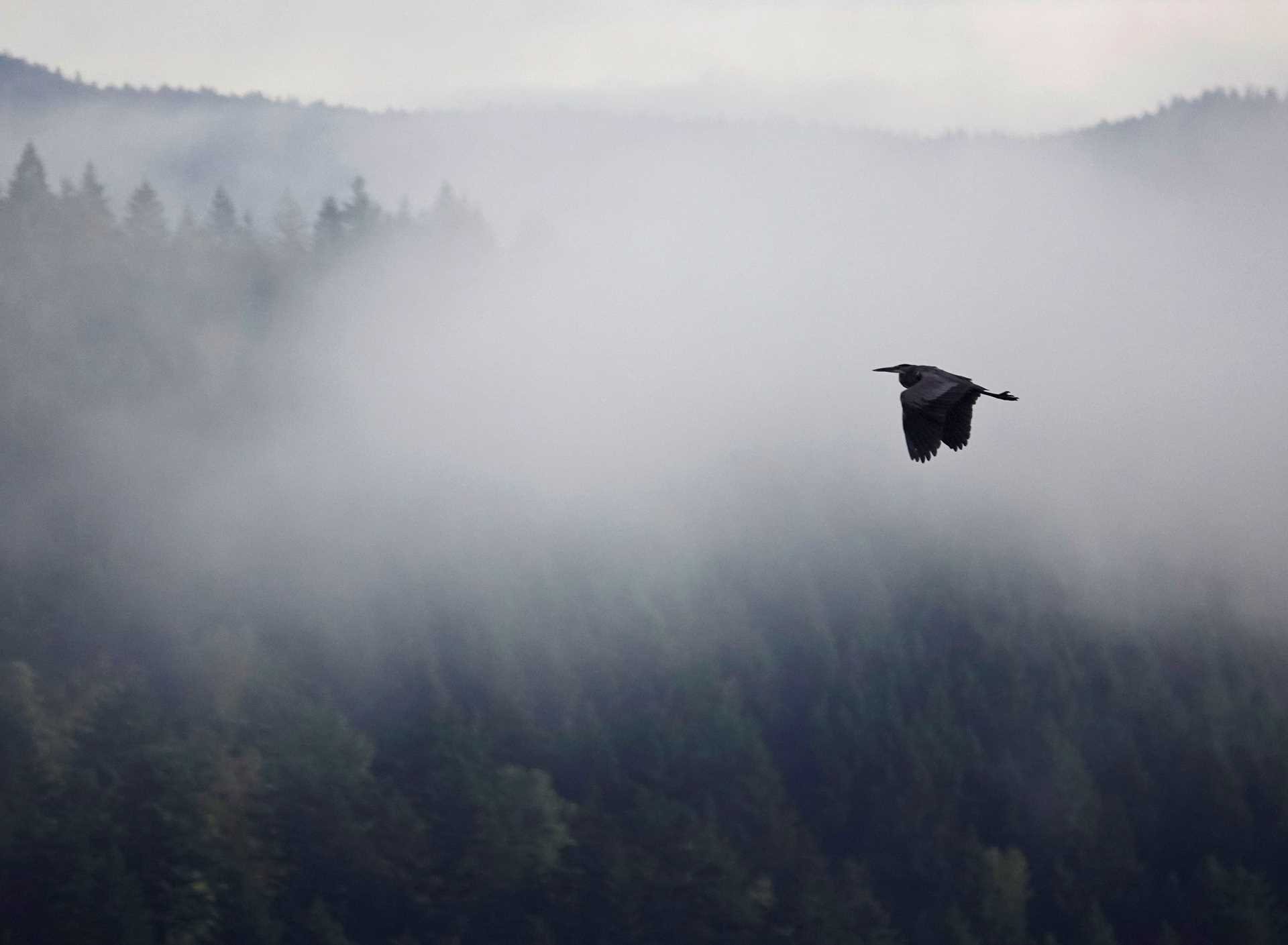 bird in flight