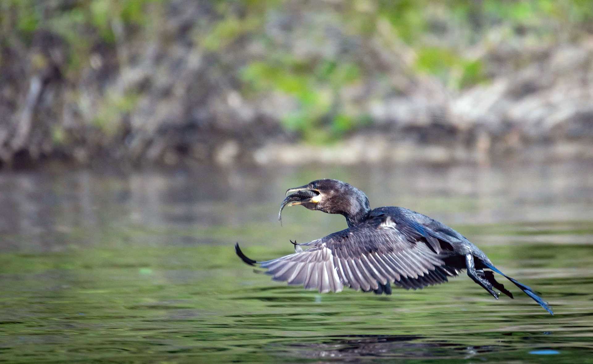 cormorant in flight