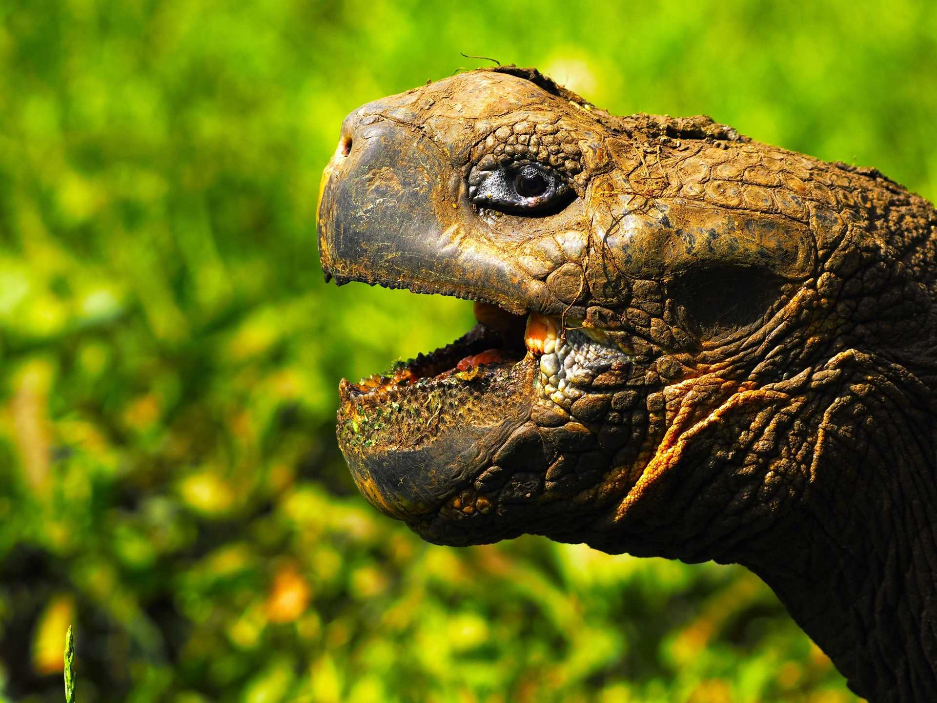 a close-up of a tortoise's head