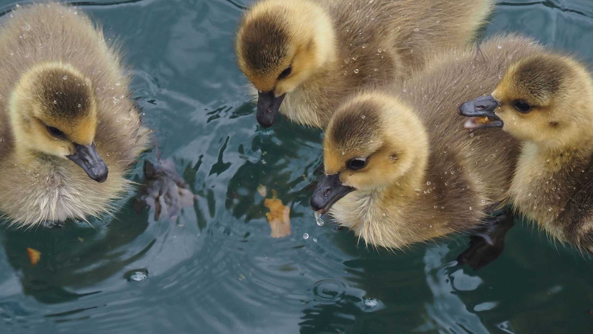 three fluffy yellow goslings