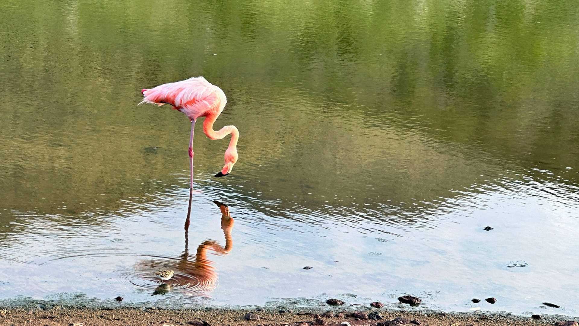 flamingo