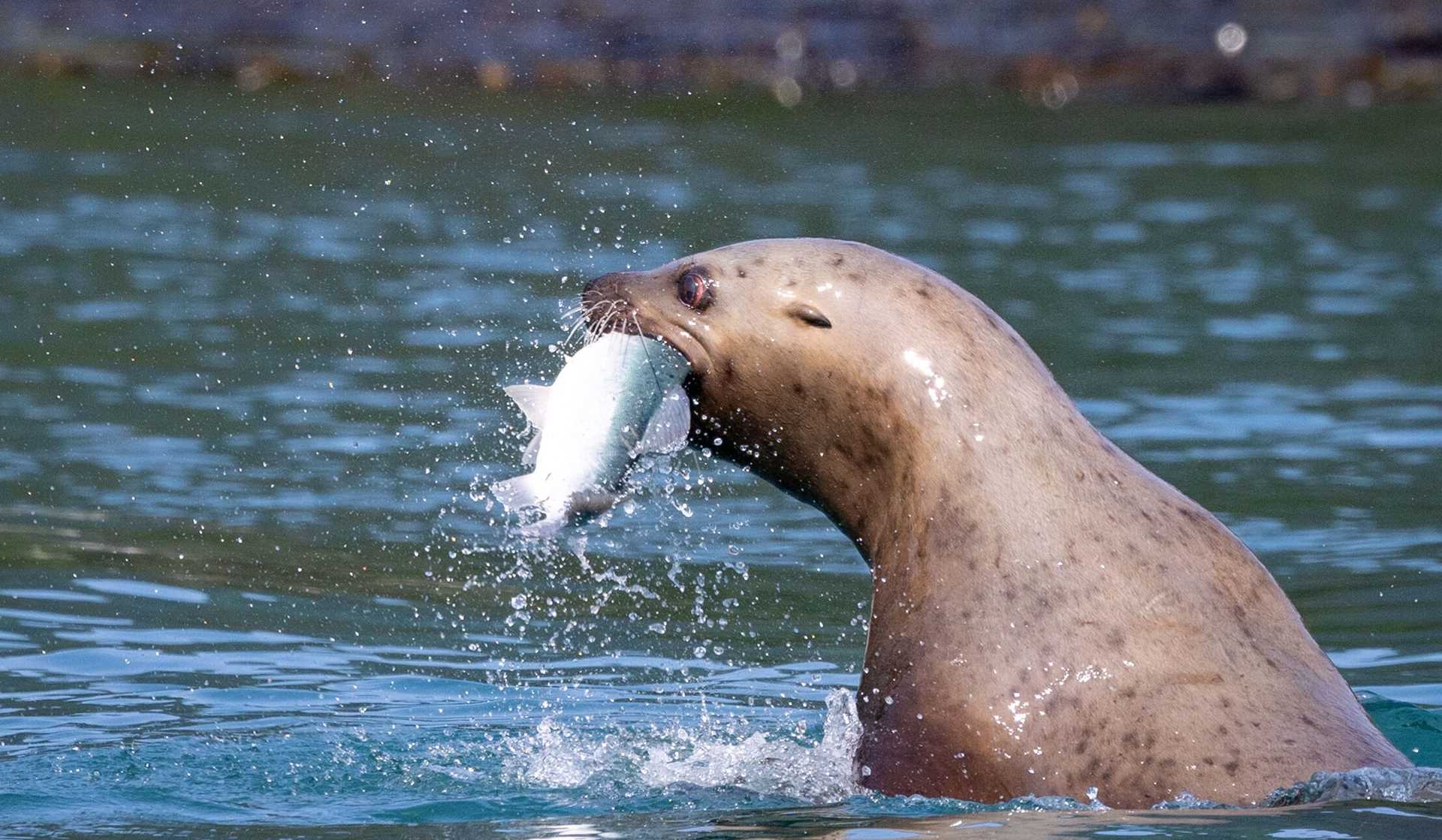 sea lion eating a fish