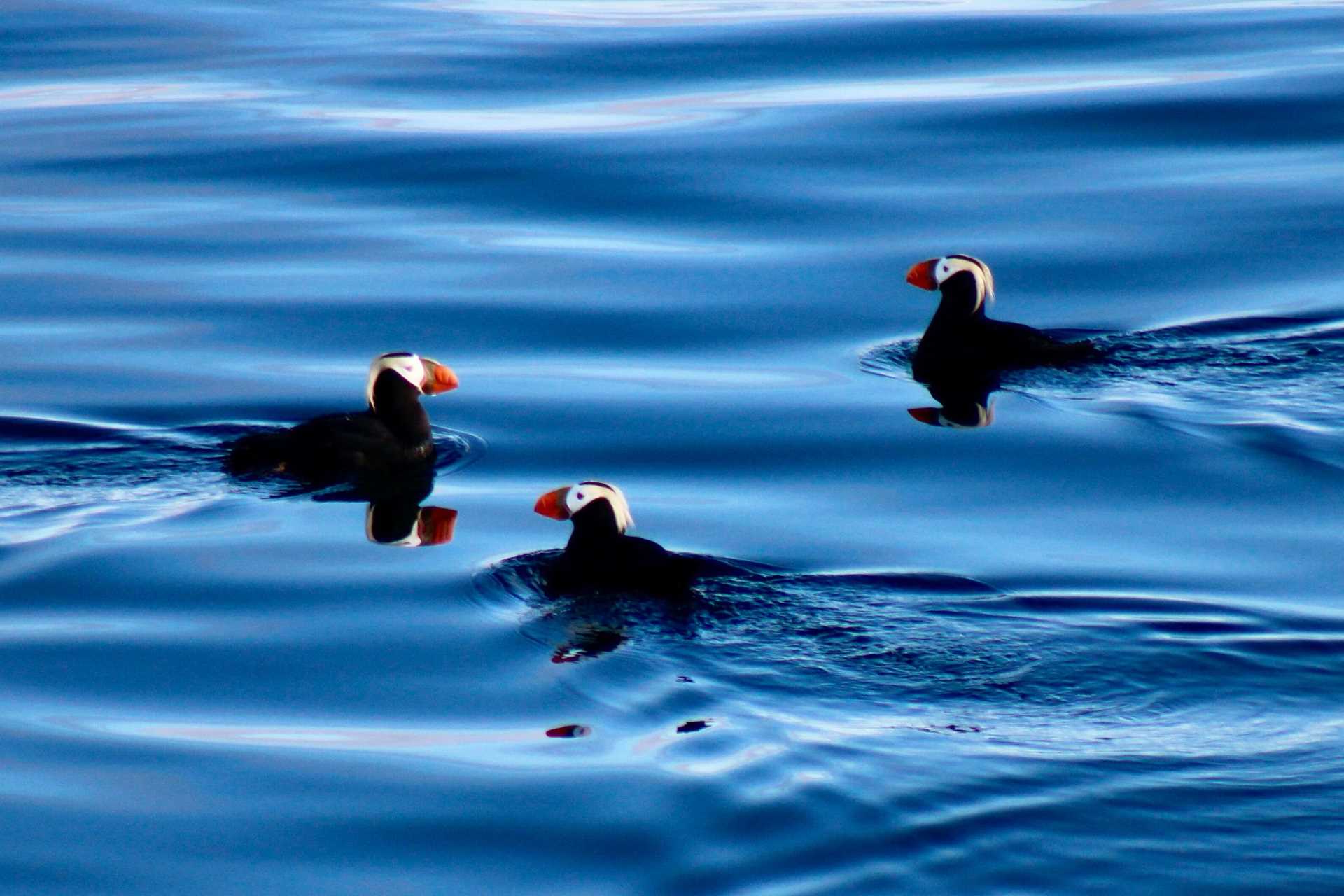 puffins