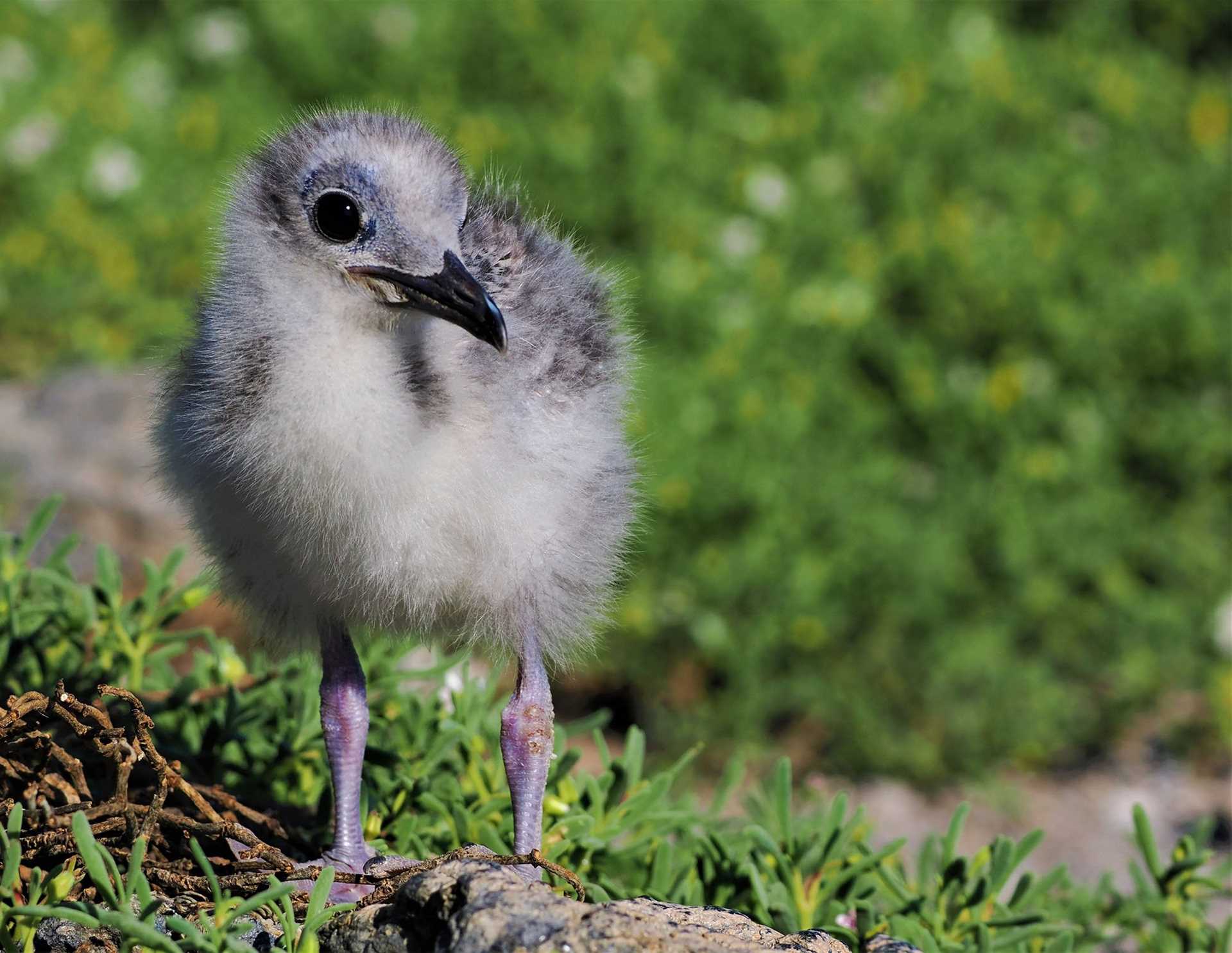 fuzzy white baby bird