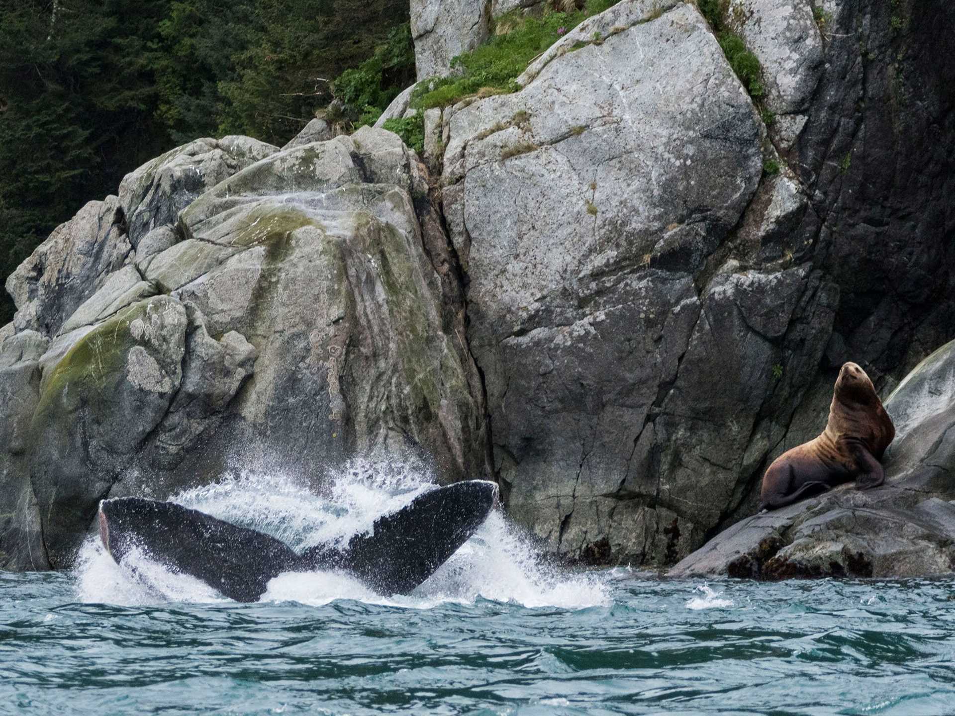 sea lion and whale tail