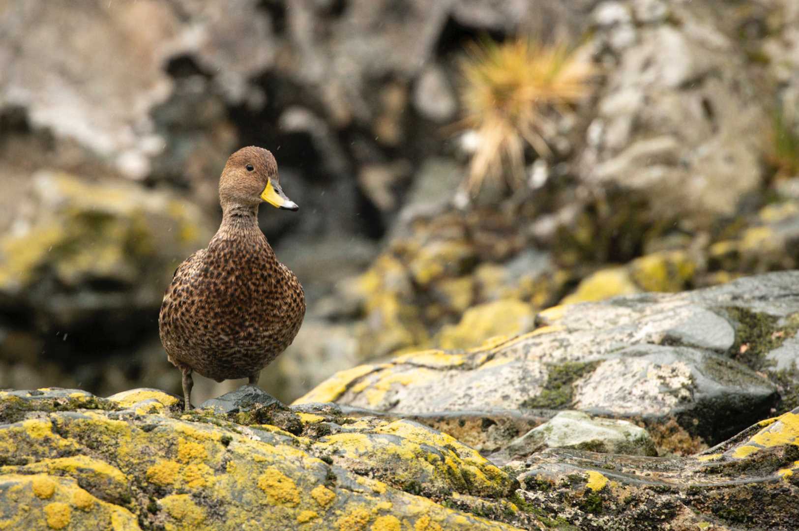 SG Pintail Duck.png