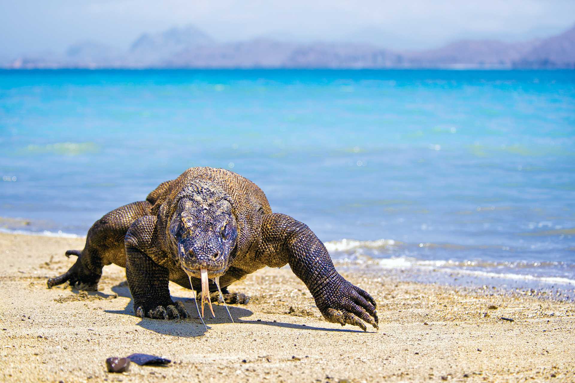 Large RGB-Lindblad Expeditions-Indonesia Shutterstock IND028.jpg