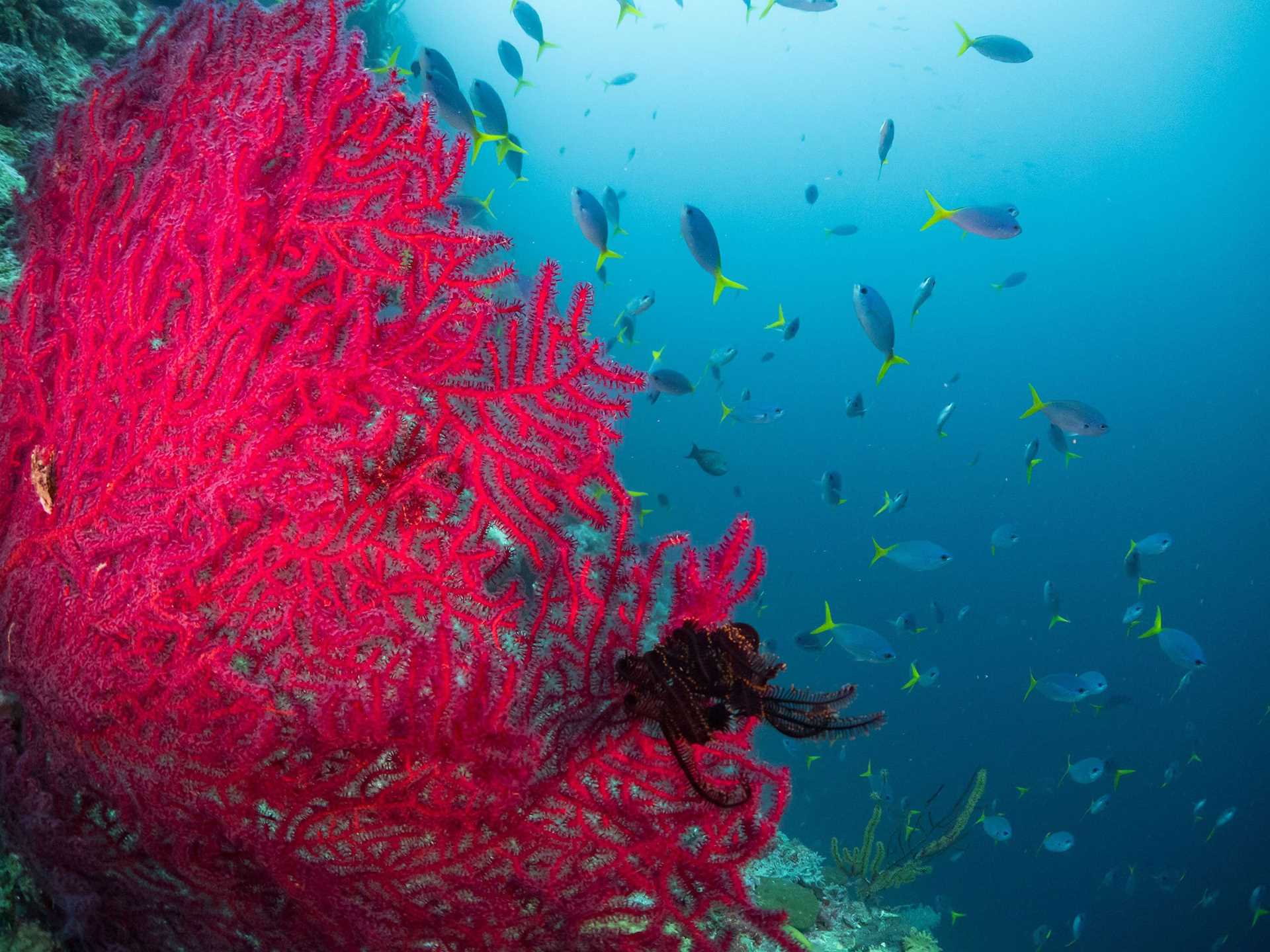 bright pink coral in blue water