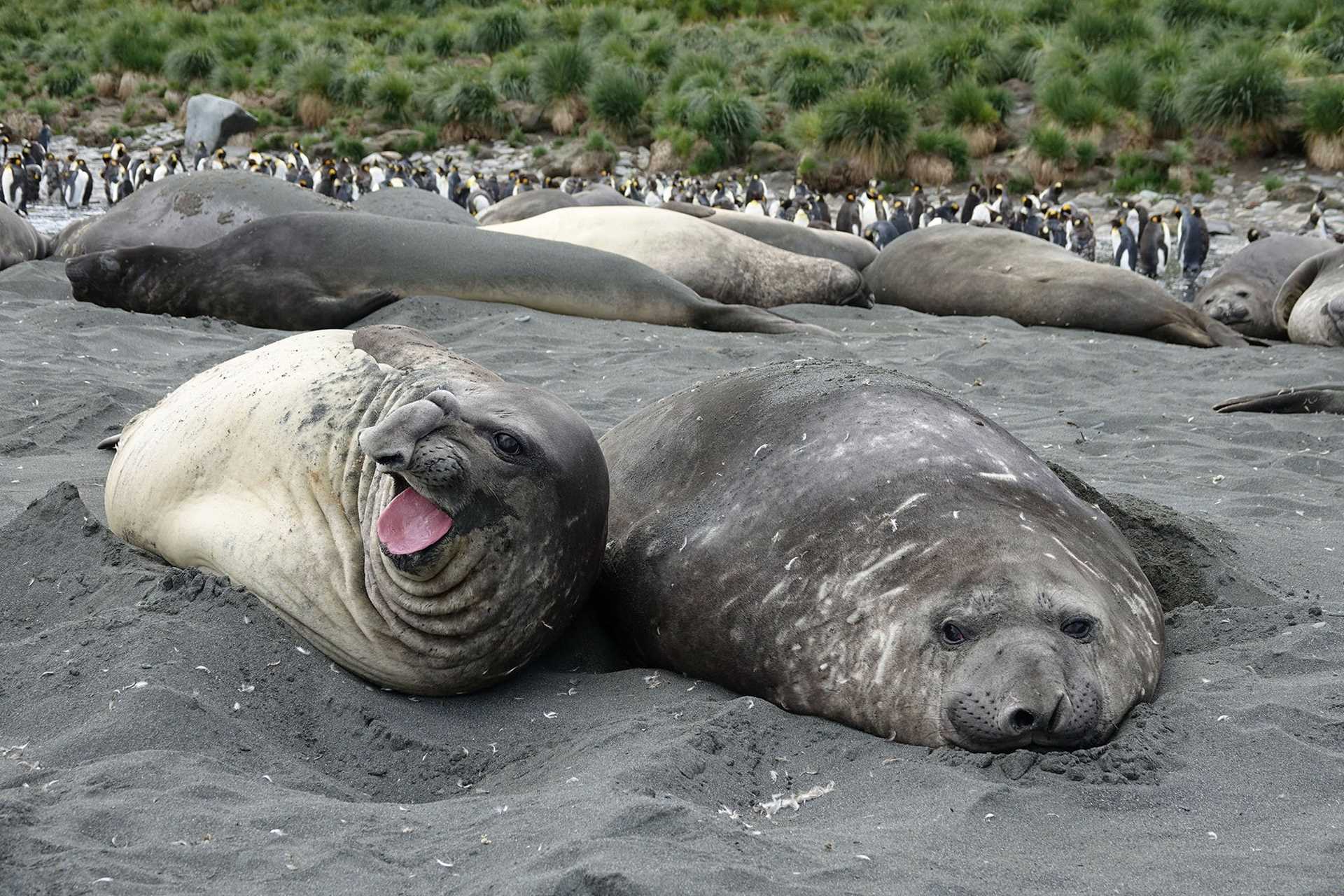 elephant seals