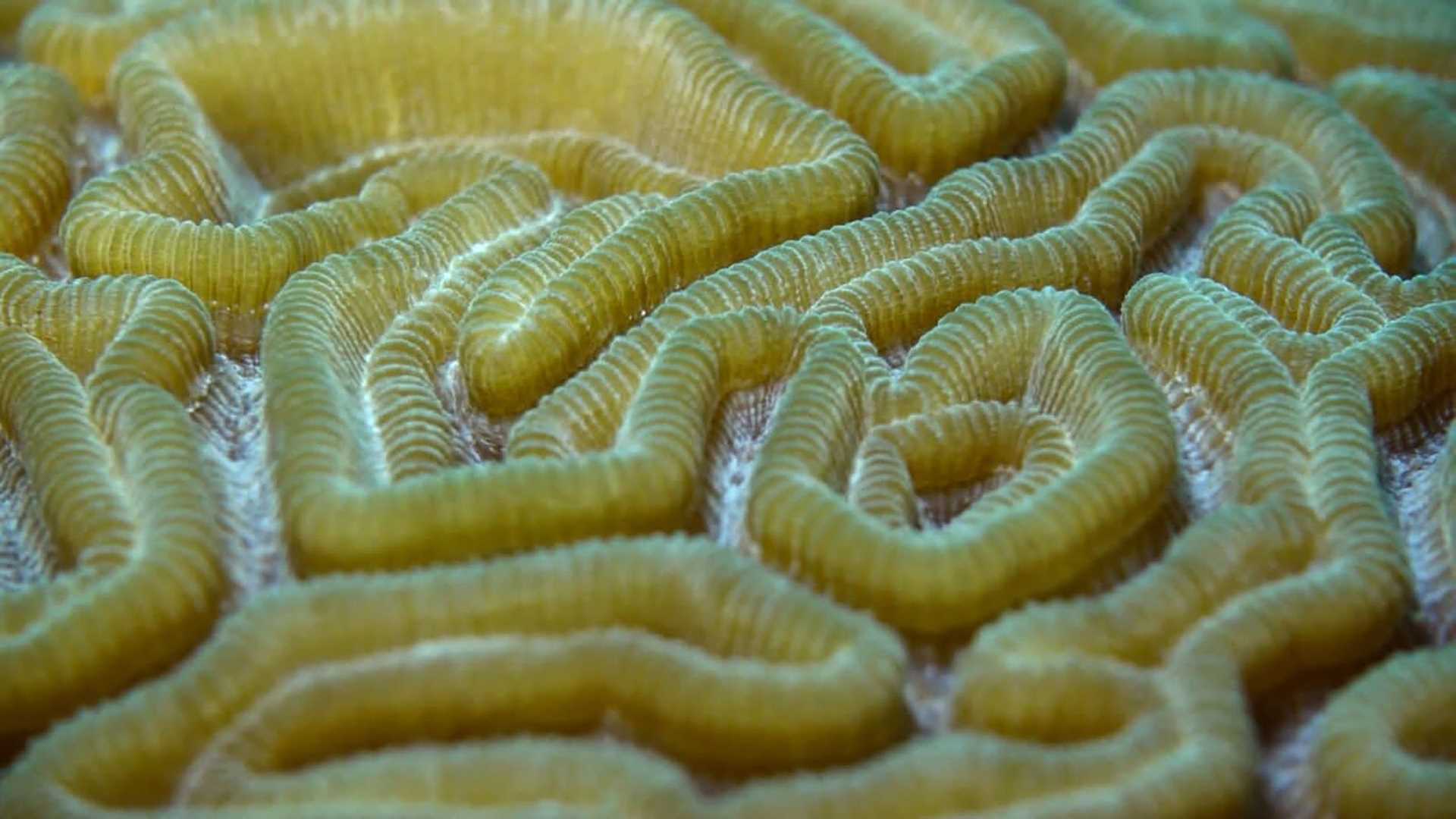 brain coral