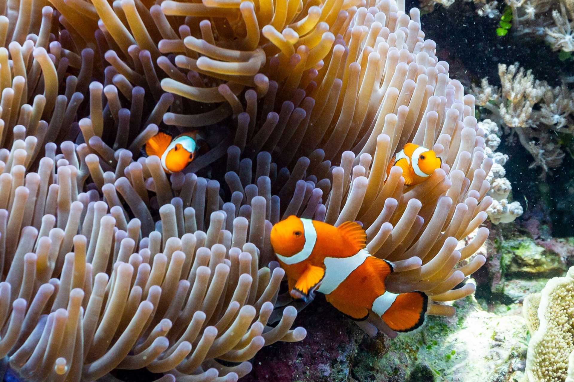 clownfish