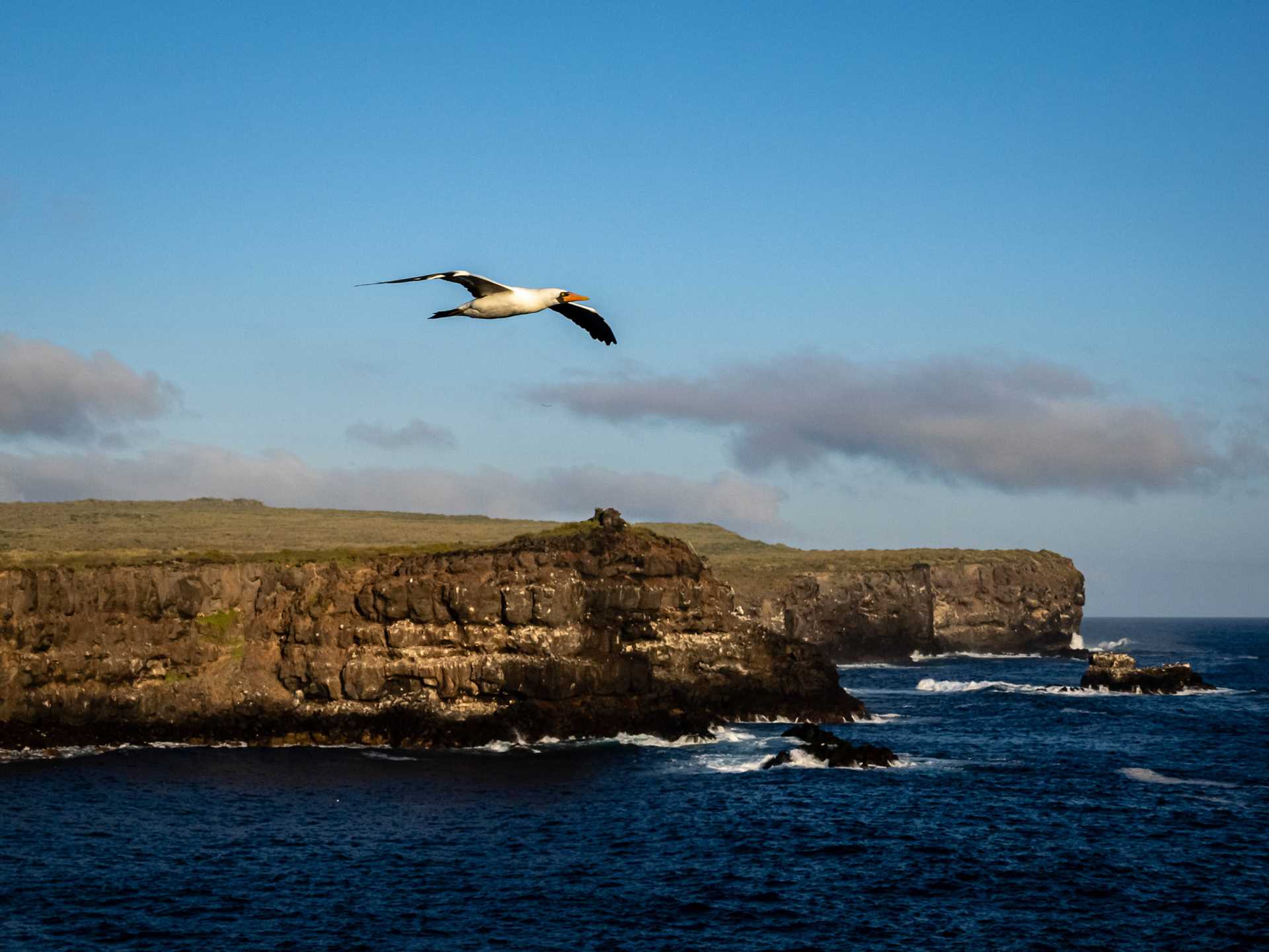 A Nazca booby flies over the cliffs of Espanola Island, Galápagos.