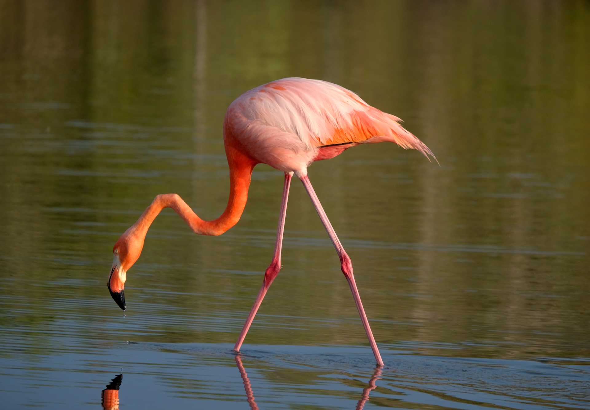 Flamingo in a pond on Rabida Island, Galápagos.