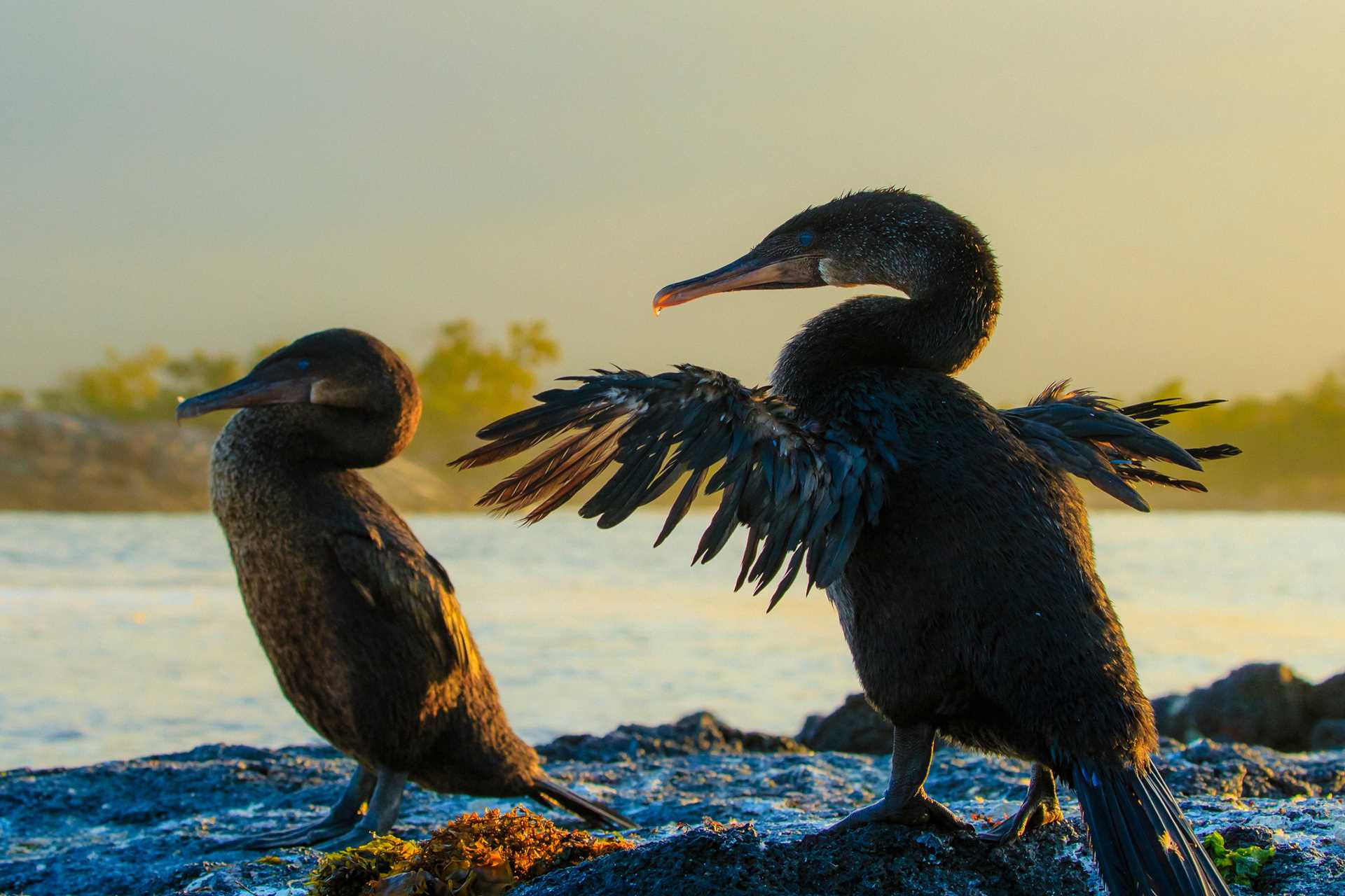 Two flightless cormorants stand on the shores of Fernandina Island.