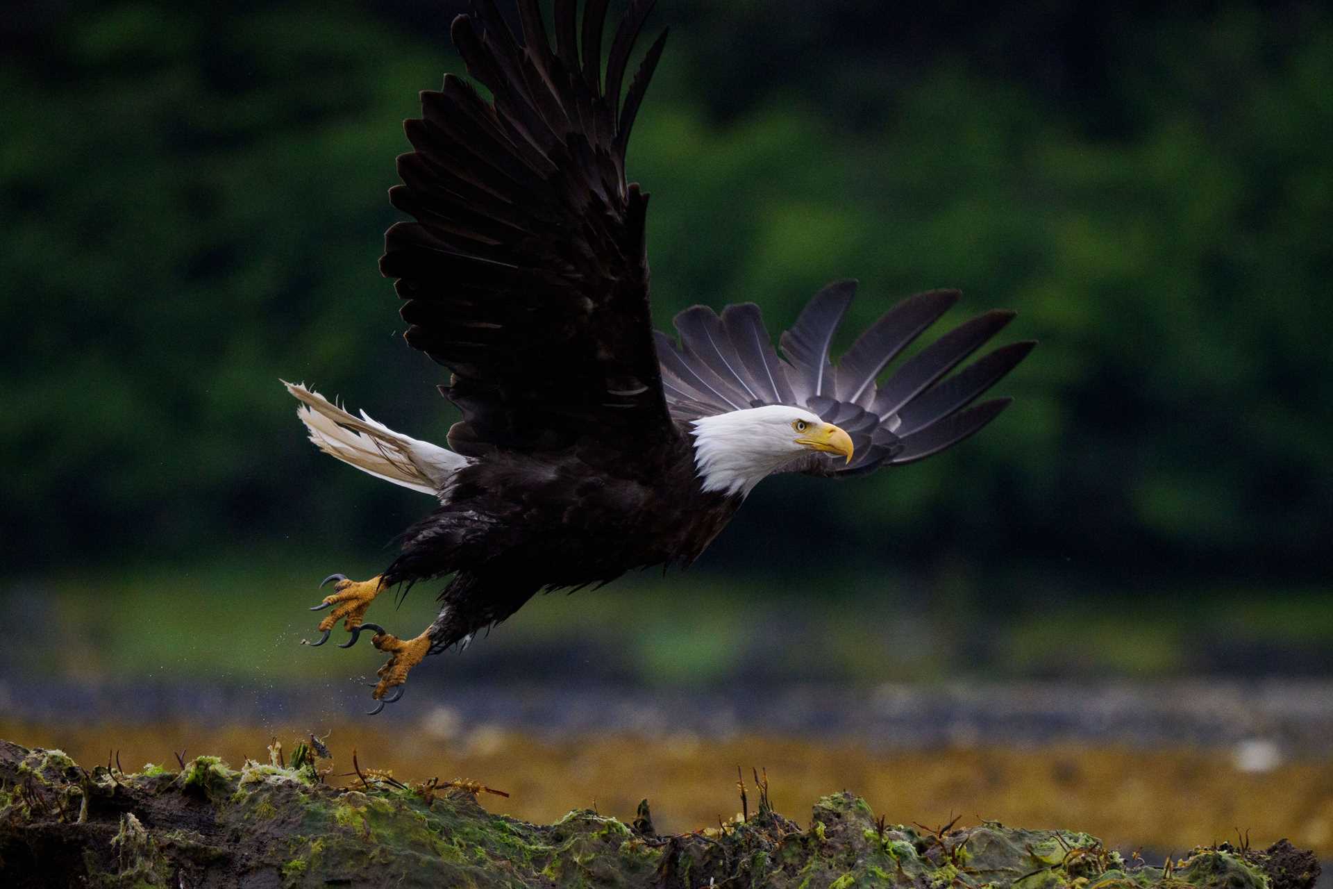 bald eagle in flight