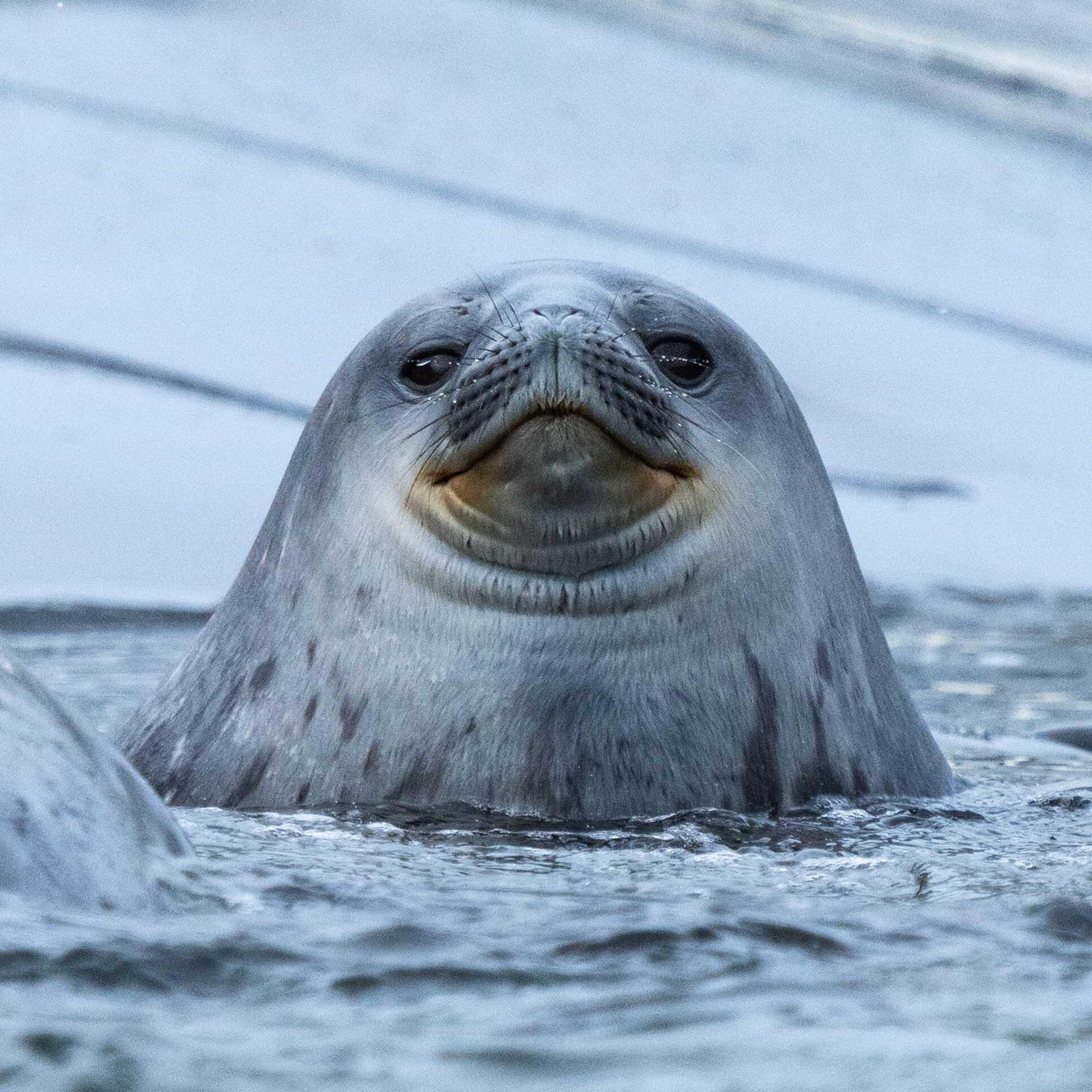 weddell seal