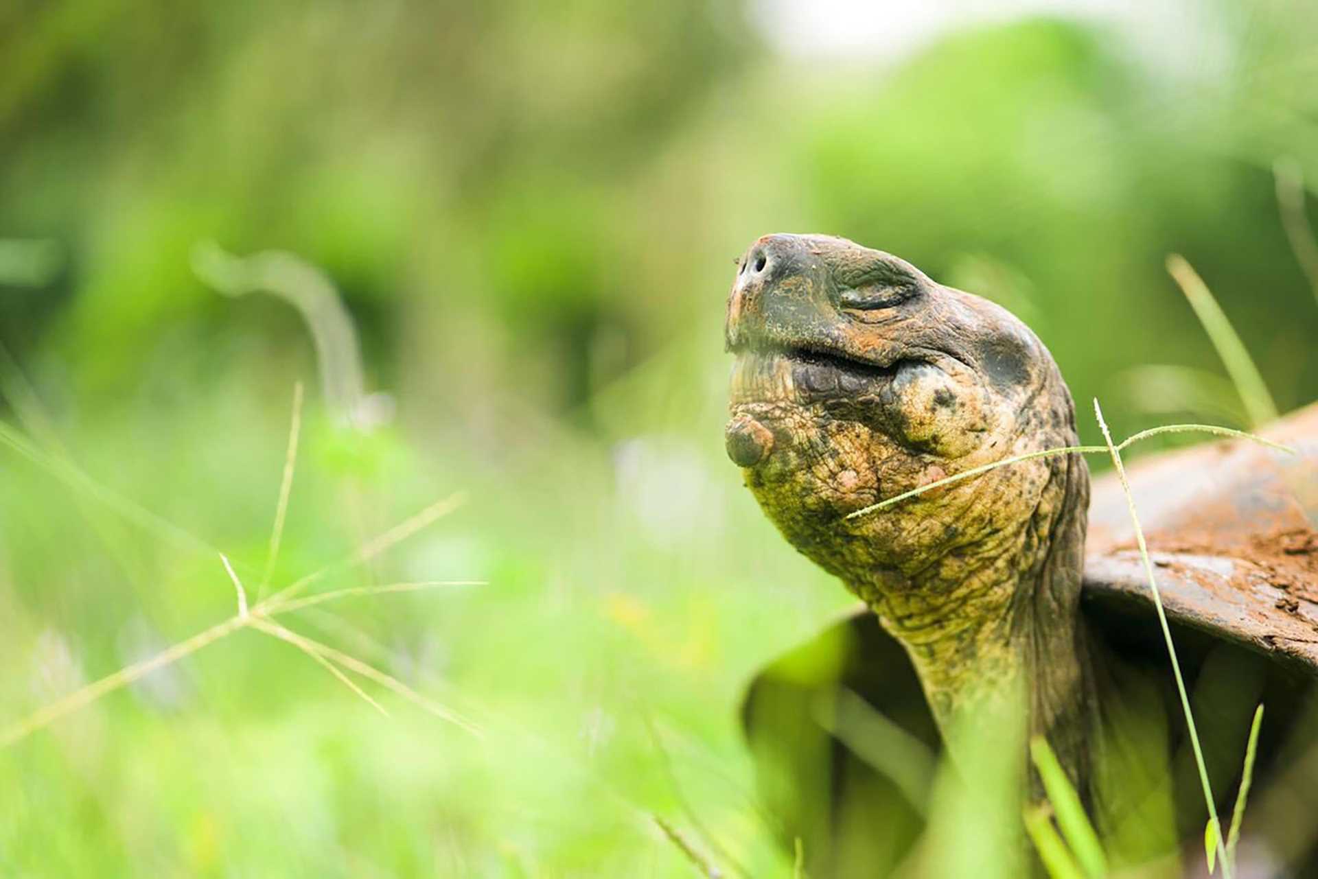 galapagos tortoise