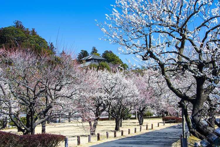 Plum Blossoms in the Kairakuen Garden.jpg