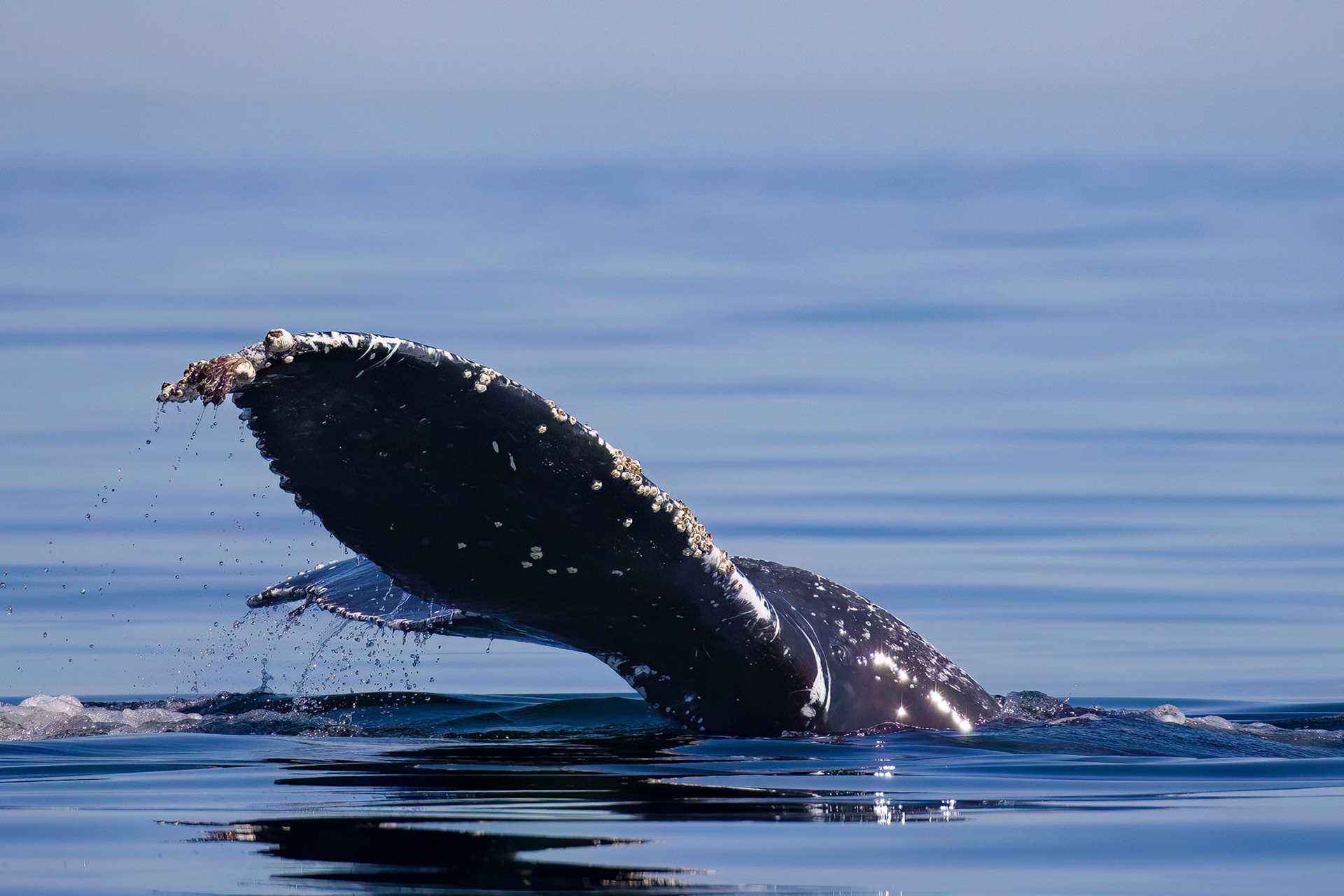 humpback whale tail