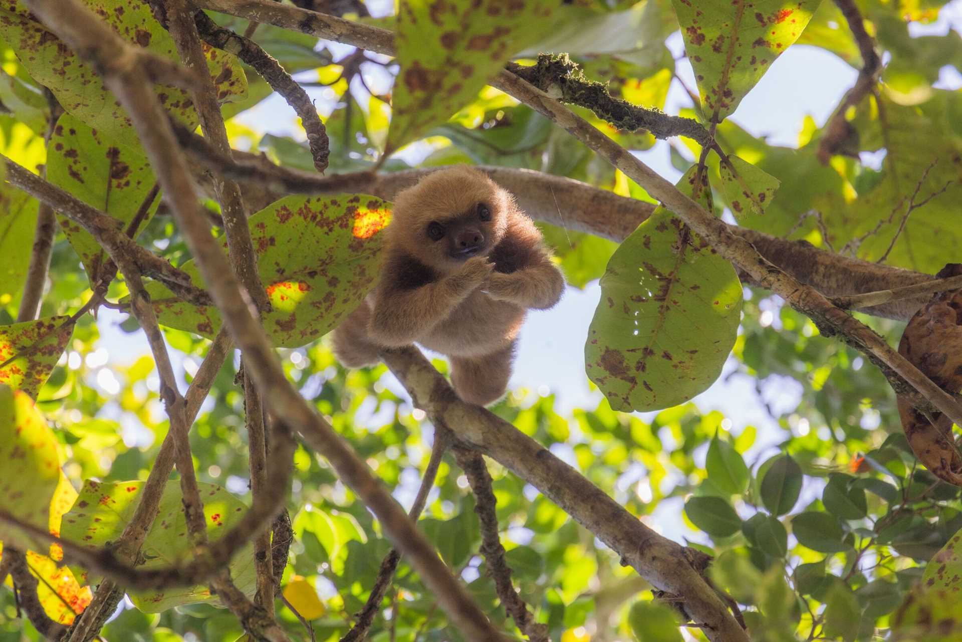 baby sloth