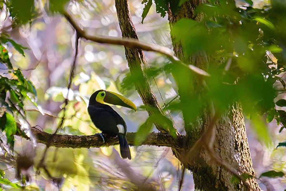 toucan on branch